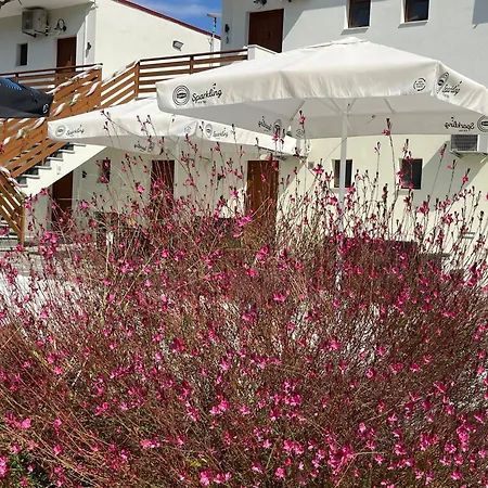 Seaandolive Амолиани